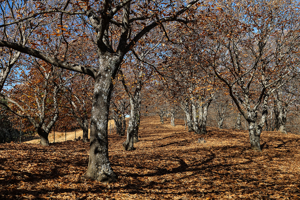 autumn colours trees leaves chestnuts Genal Valley andalucia spain