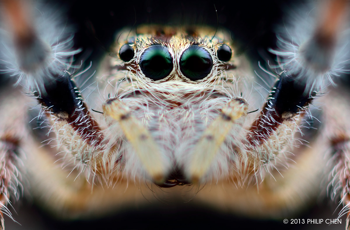 The Invisible Beauty Salticidae jumping spider macro close up