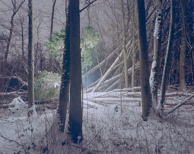 night forest snow Landscape animal