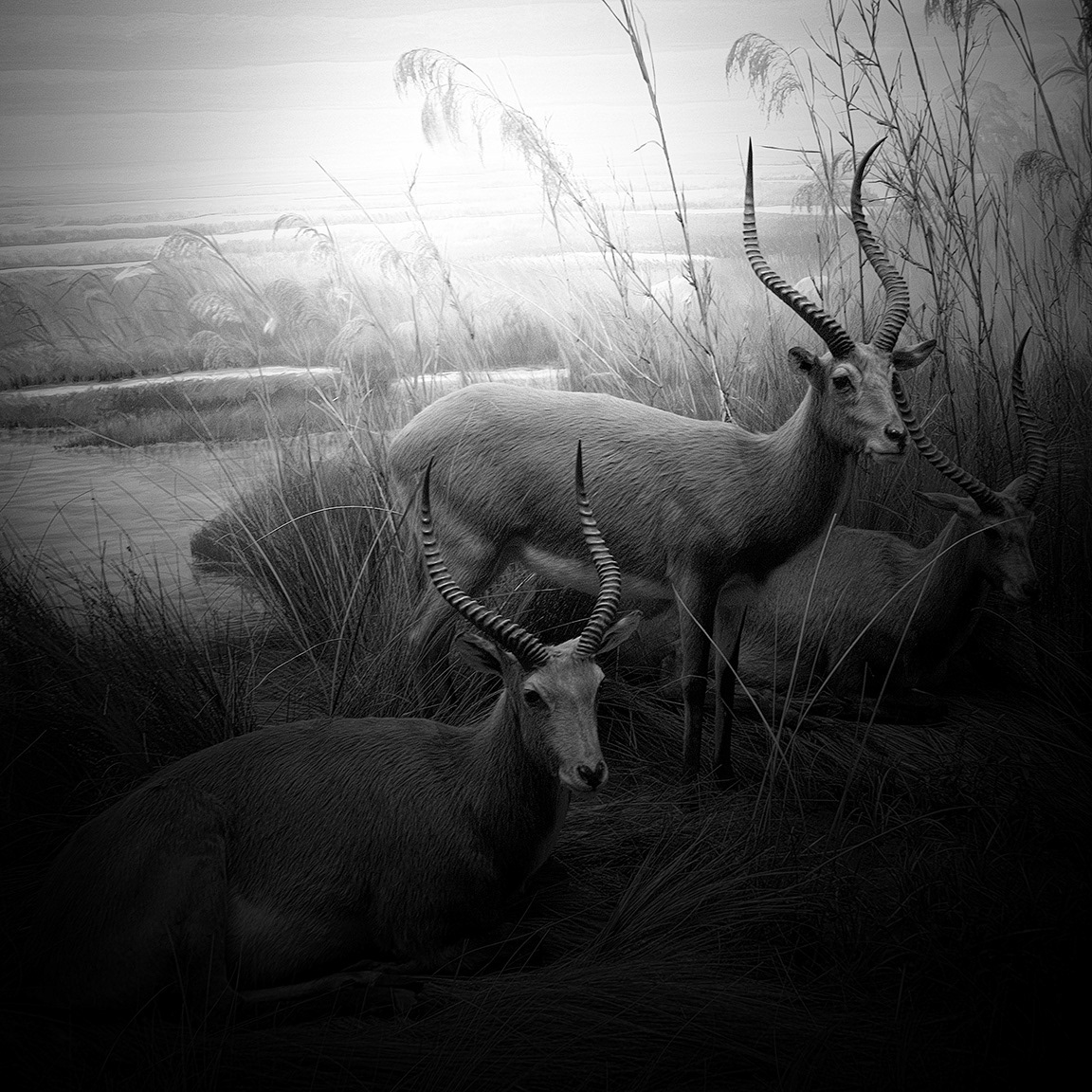 academy of science animals black and white dioramas monochrome museum san francisco taxidermy