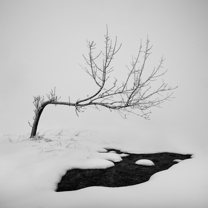 Minimalism trees winter snow mist fog black and white Czech Republic ore mountains frost