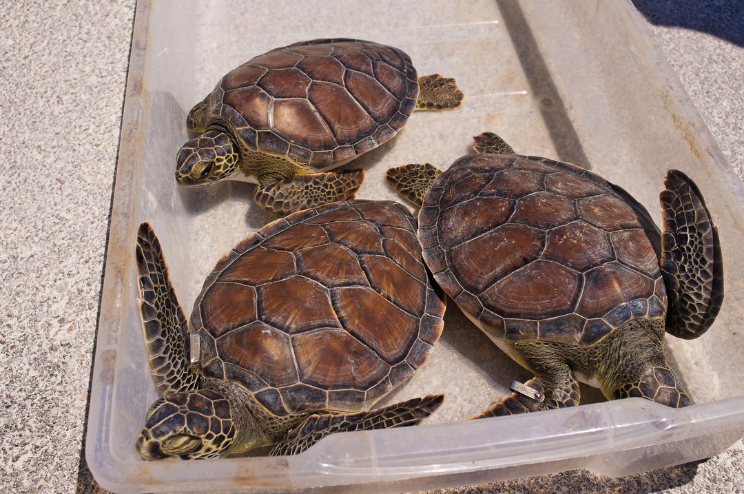 Ecology Nature conservation turks and caicos