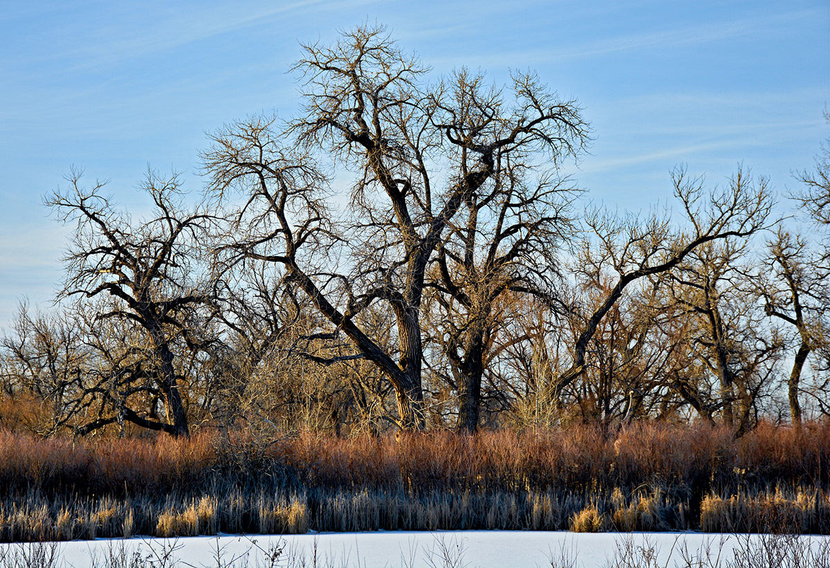 study Cherry Creek Colorado landscapes winter