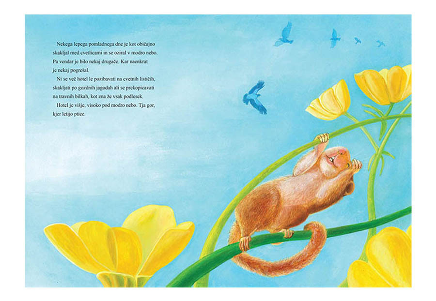 Julia Doria Muscardinusavellanarius Hazel dormouse Picture book children's book illustrations writing  starling animals books