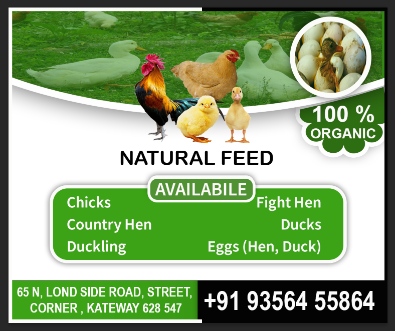 ads bird chicks ducks hen organic advertise advertisement Advertising  advertisment
