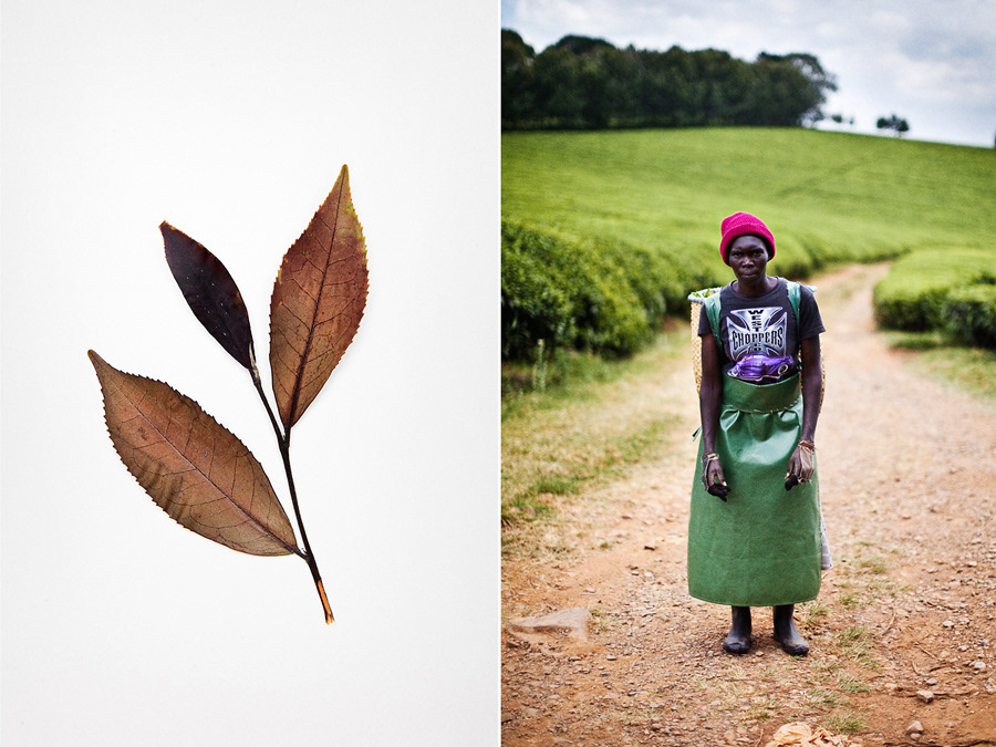 kenya kenia Kisumu kericho tea plantation portrait africa eastern africa lake victoria lukasz kus kuş łukasz kuś holograf