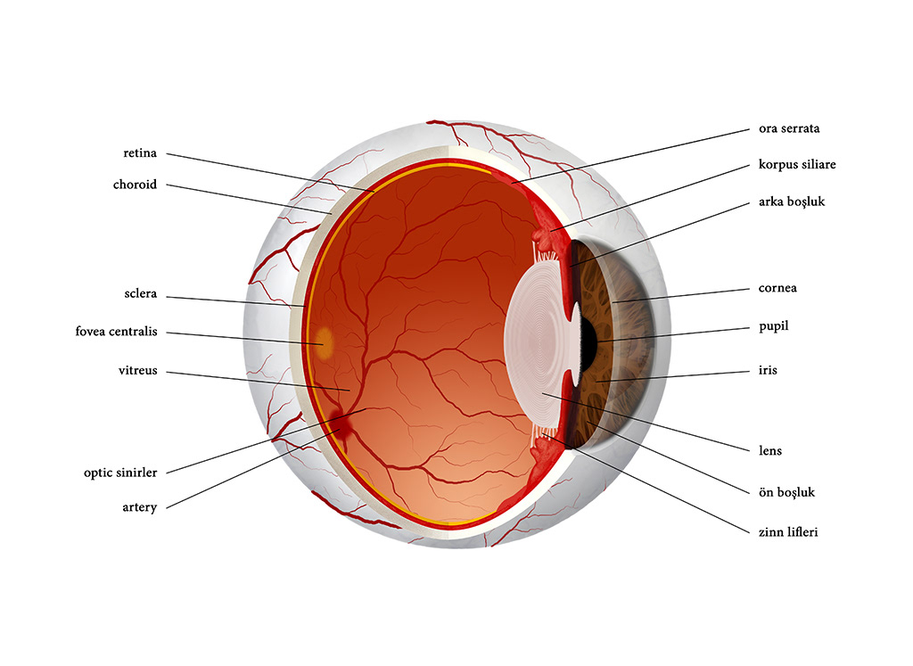 medical organ section PUPIL eye eyeball