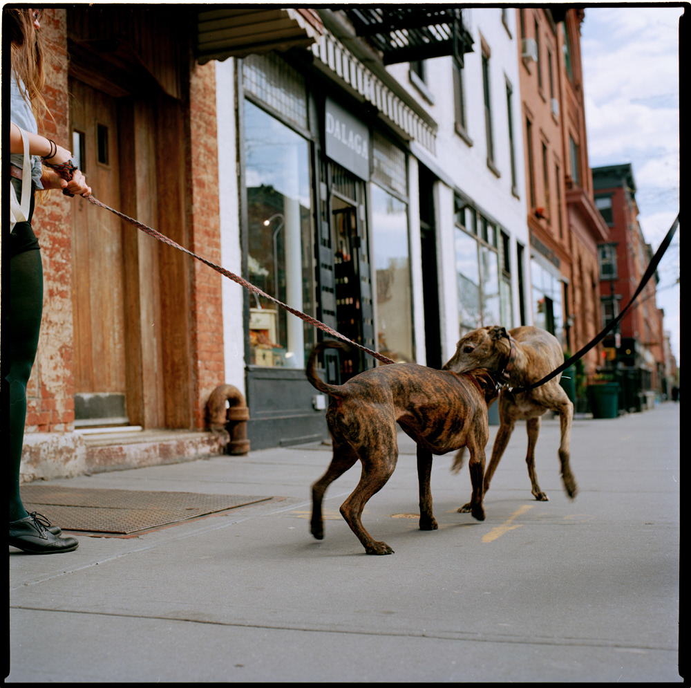 dog  pug  bulldog French Bulldog lab Pitbull  pet New York new york city
