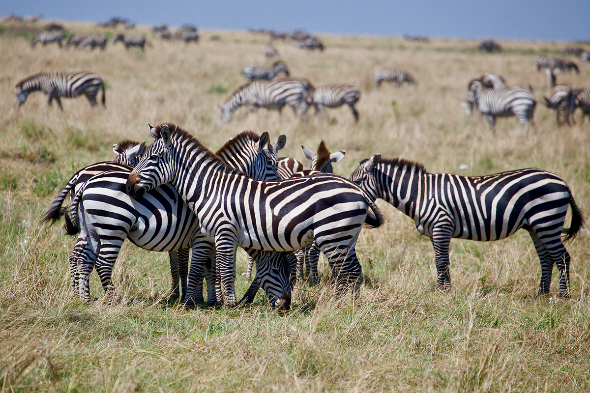 Travel aftica kenya wildlife animals