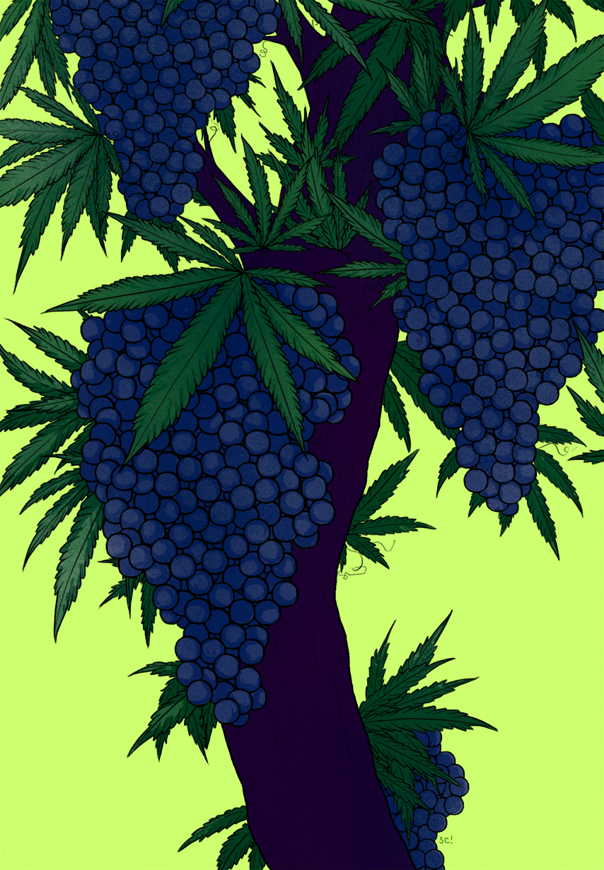 grapes wine marijuana pot vineyard leaves Tree  plants Food  drink