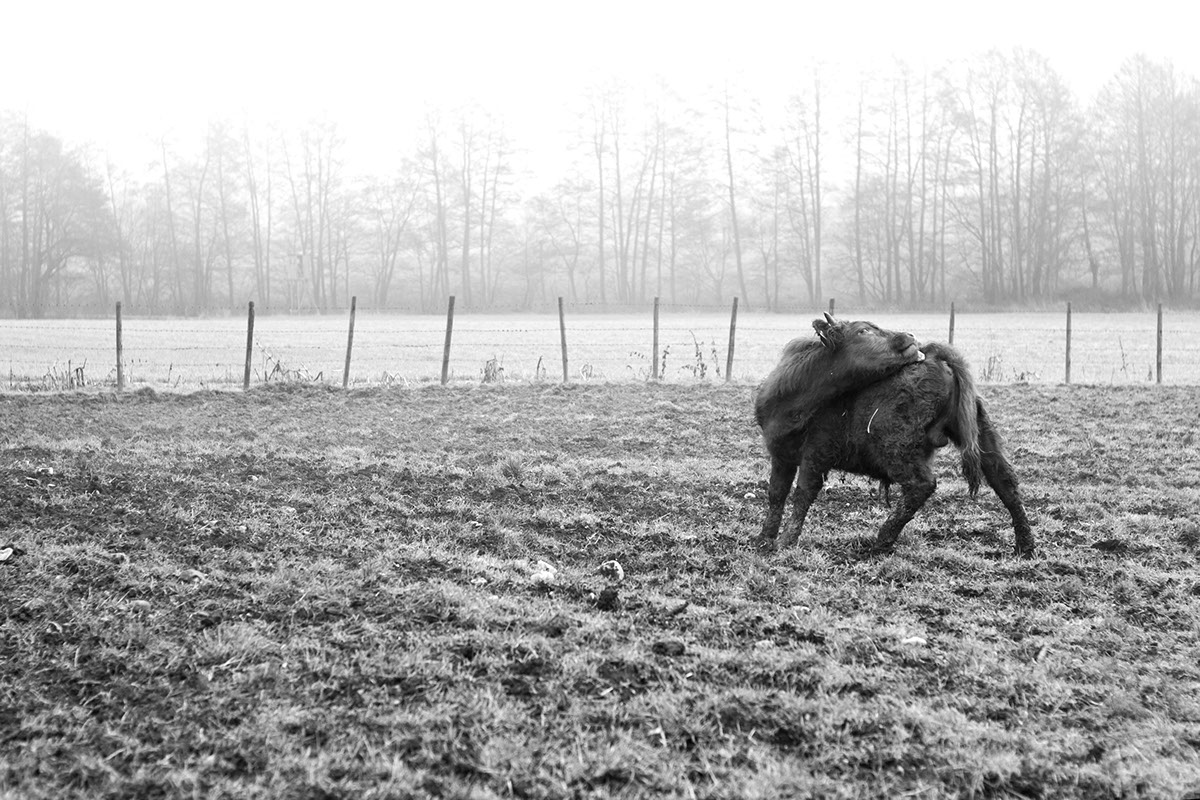 bull cow animal Outdoor Nature black and white bw winter fog foggy walk 50mm noir kontrast