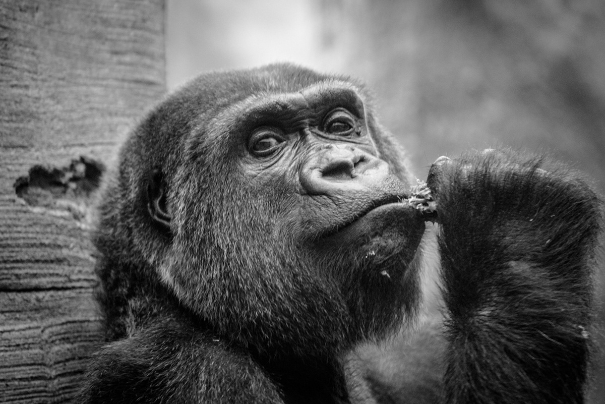 animals portraits color black and white wildlife apes Chimps
