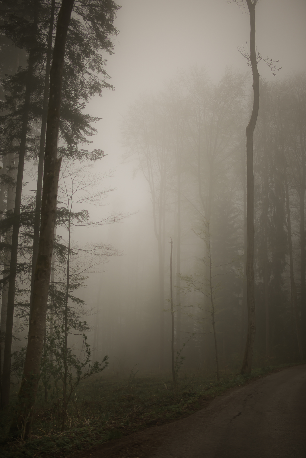 Landscape germany mist woods forest