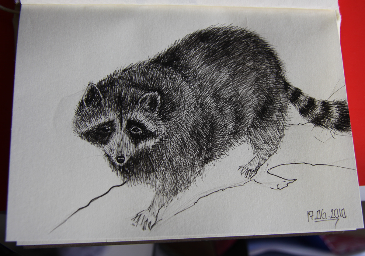 sketching animals Nature