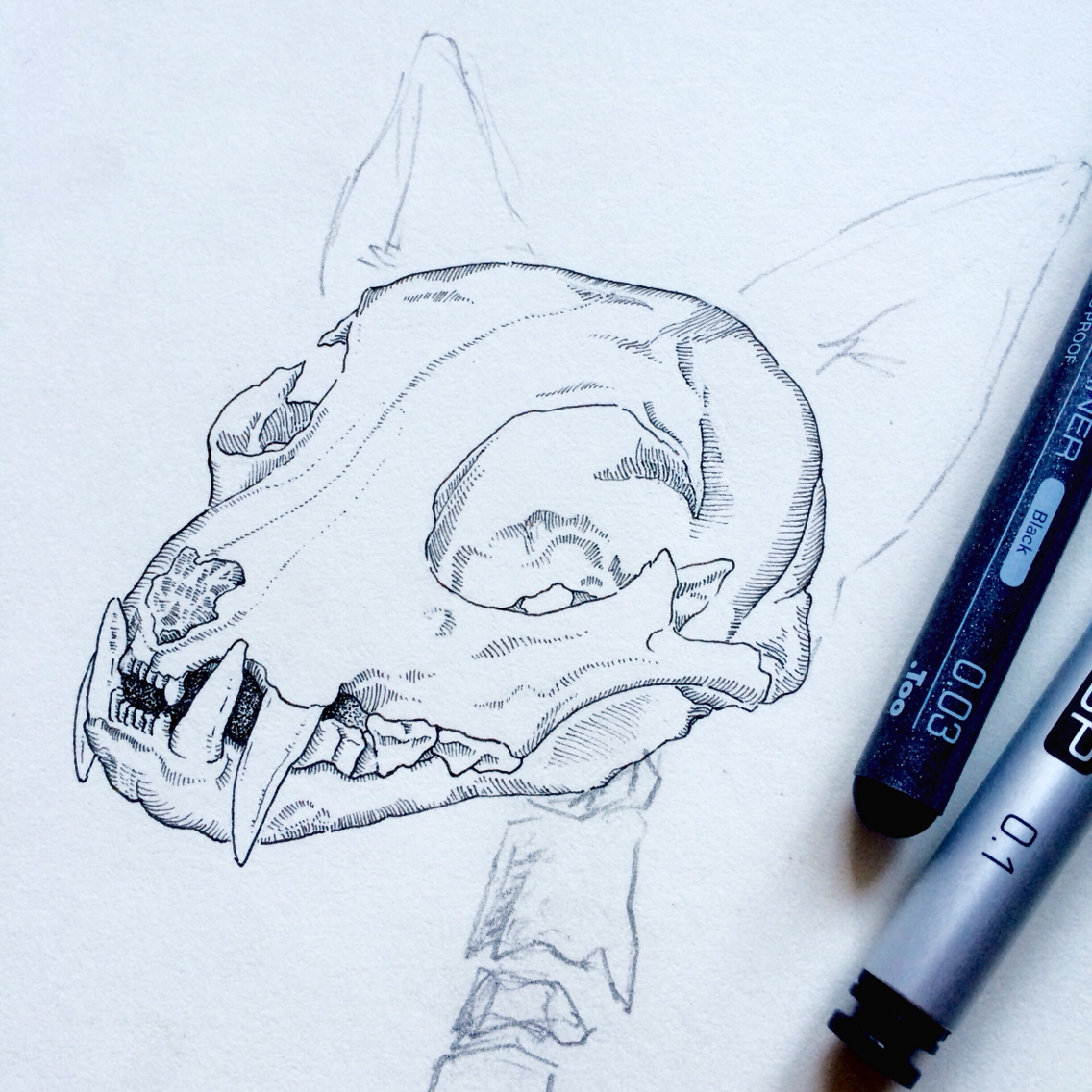 skeleton Cat animal skull