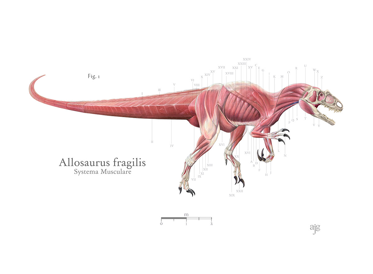 anatomy biology Dinosaur medical illustration museum natural history paleoart paleontology scientific illustration zoo
