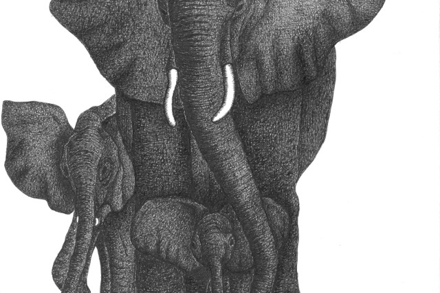 elephants  pachyderm elephant Ivory Trade conservation