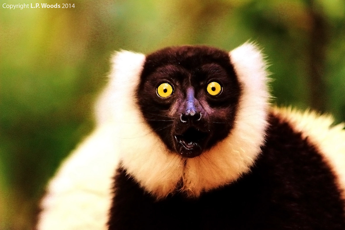 image Colourful  bird wildlife animal primate lemur gibbon rainforest parrot