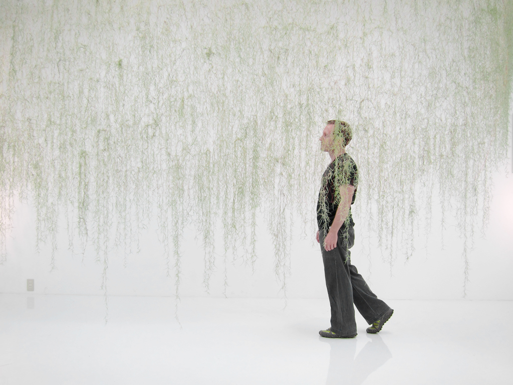 green moss wall hanging installation White gallery art living plants biology Sustainability screens curtains Textiles