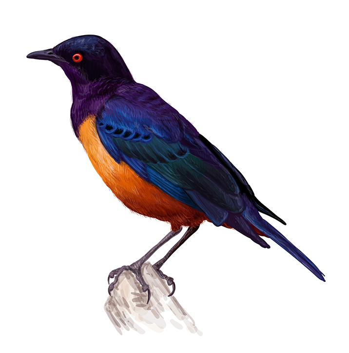 vector zoological bird ornithology