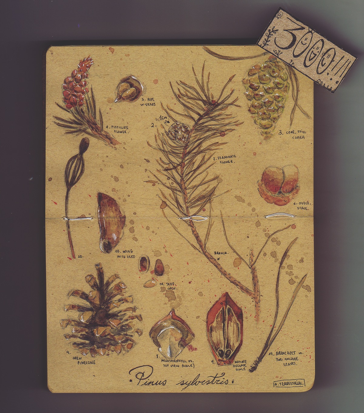 scientificillustration botany proyect parsley Latin watercolor