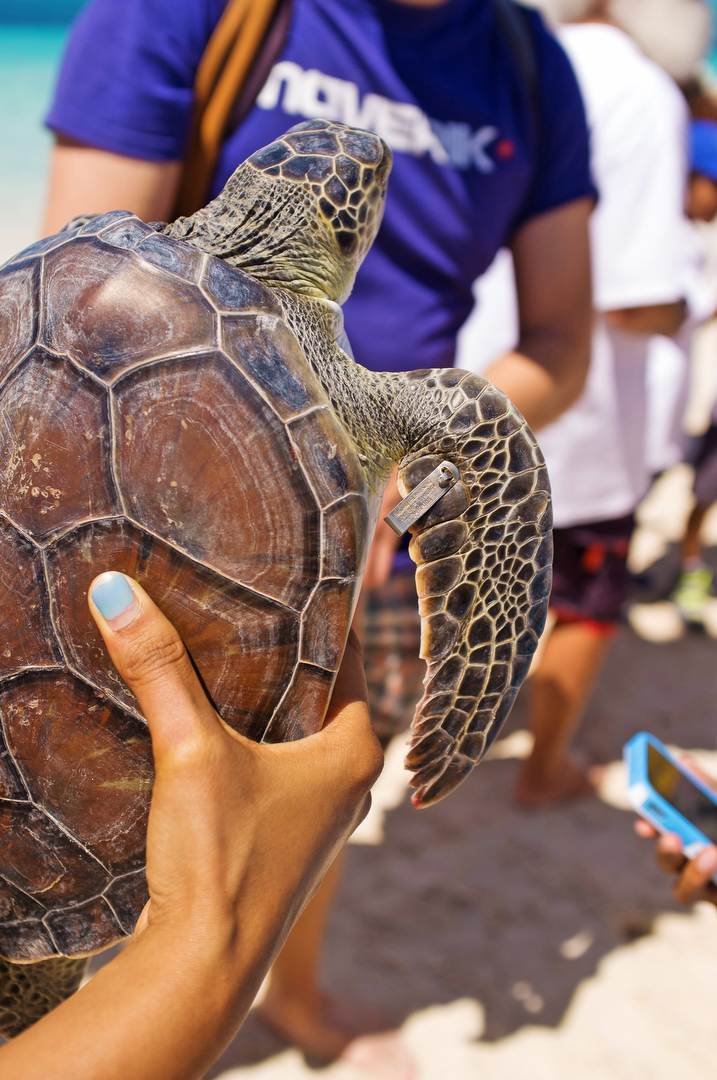 Ecology Nature conservation turks and caicos