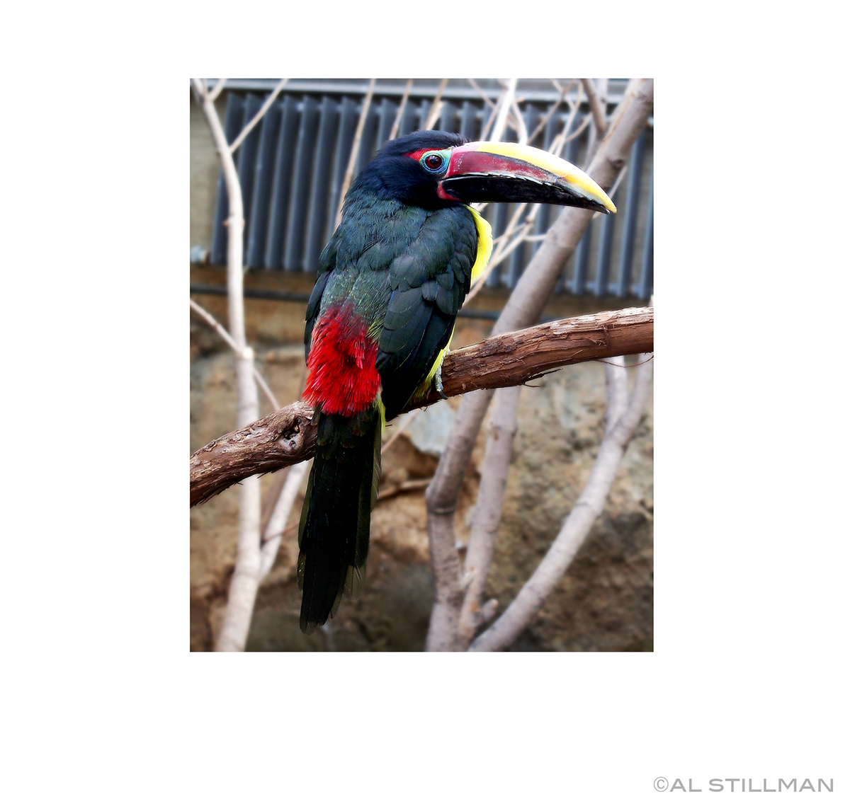 bird zoo colorful Nature branch