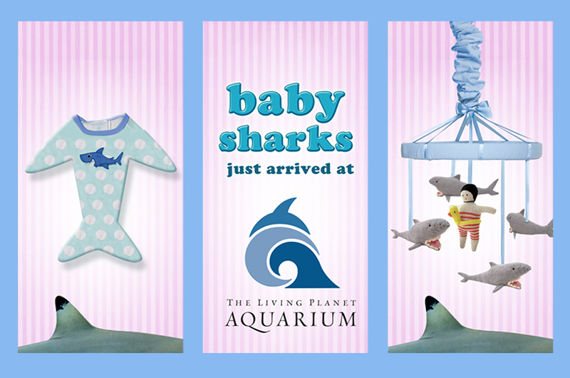 Billboards zoo museum aquarium marketing   adobeillustrator digitalart