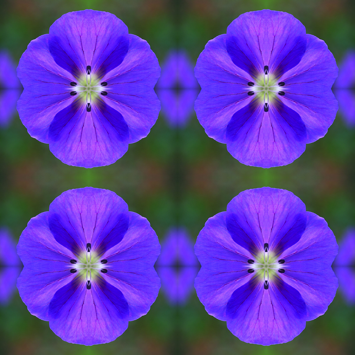 four flower Flowers vivid color