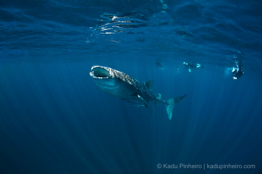 Whale Sharks  Isla Mujeres