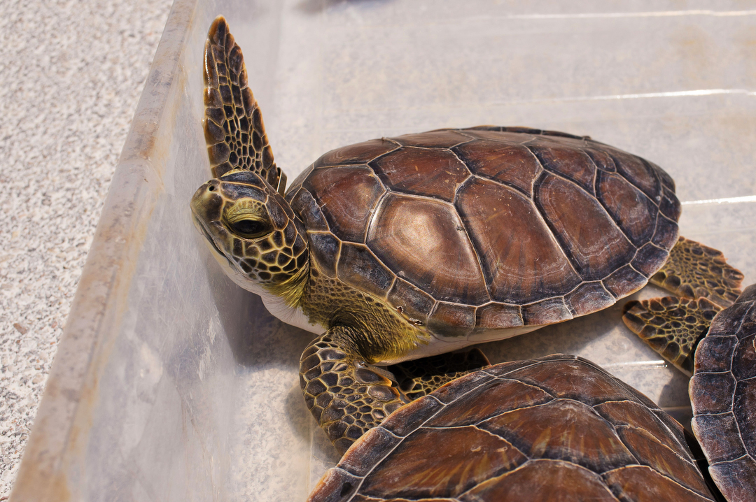 Ecology Nature conservation turks and caicos