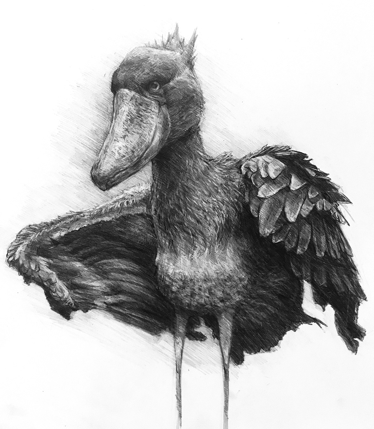 Drawing  figuredrawing sketch sketchbook digitalart animals birds pencil ILLUSTRATION 