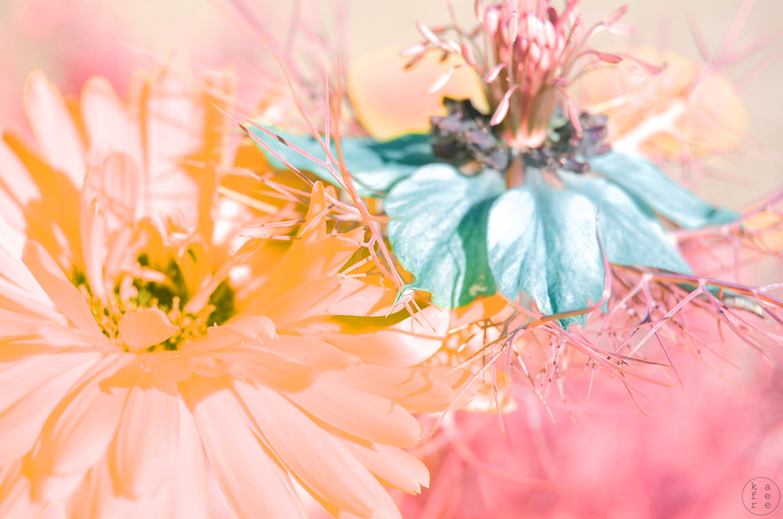 edit Photoedit infrared Nature Flowers flower Pastels colors aesthetic soft delicate