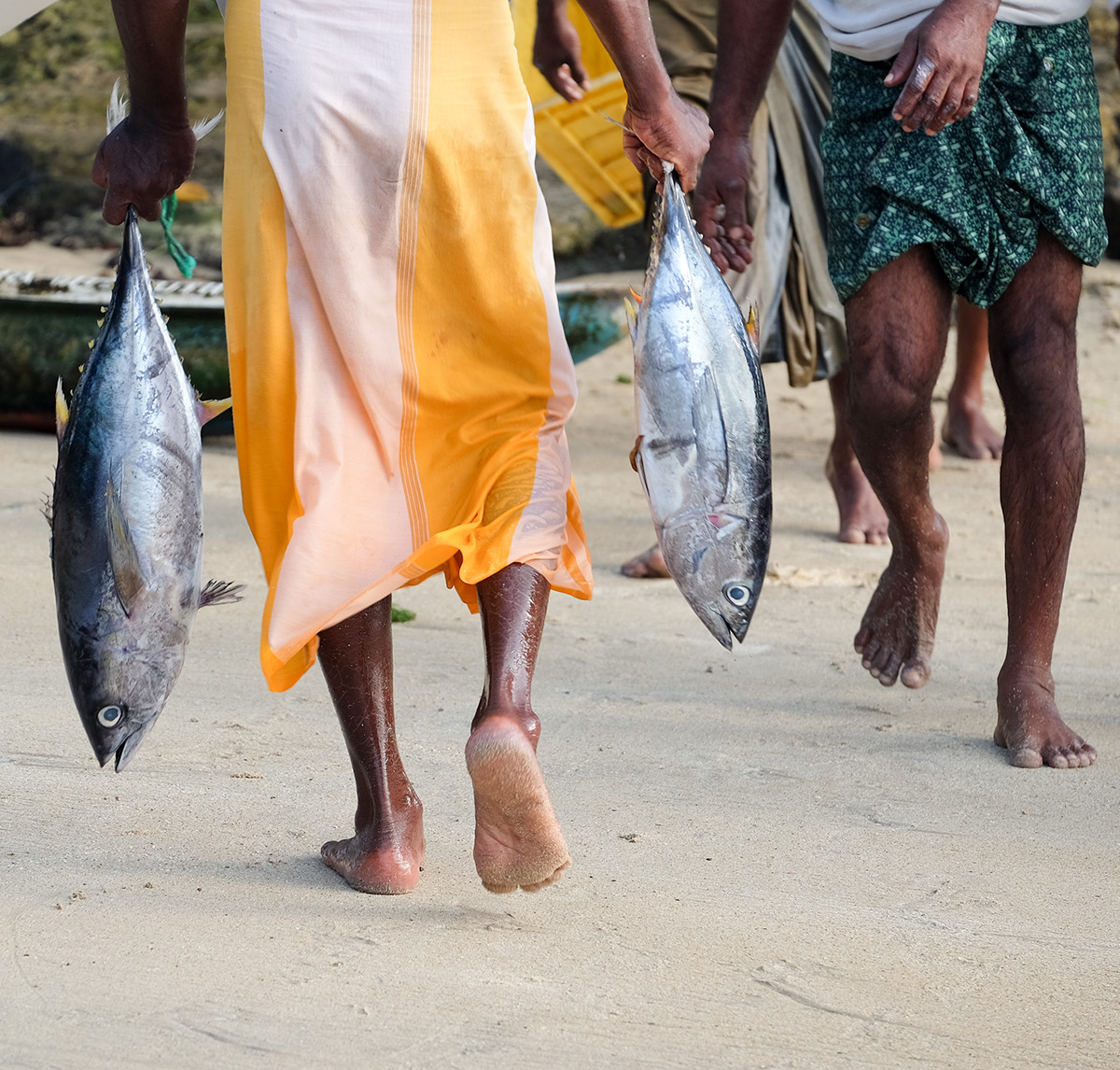 Sri lanka Fisherman fish birds