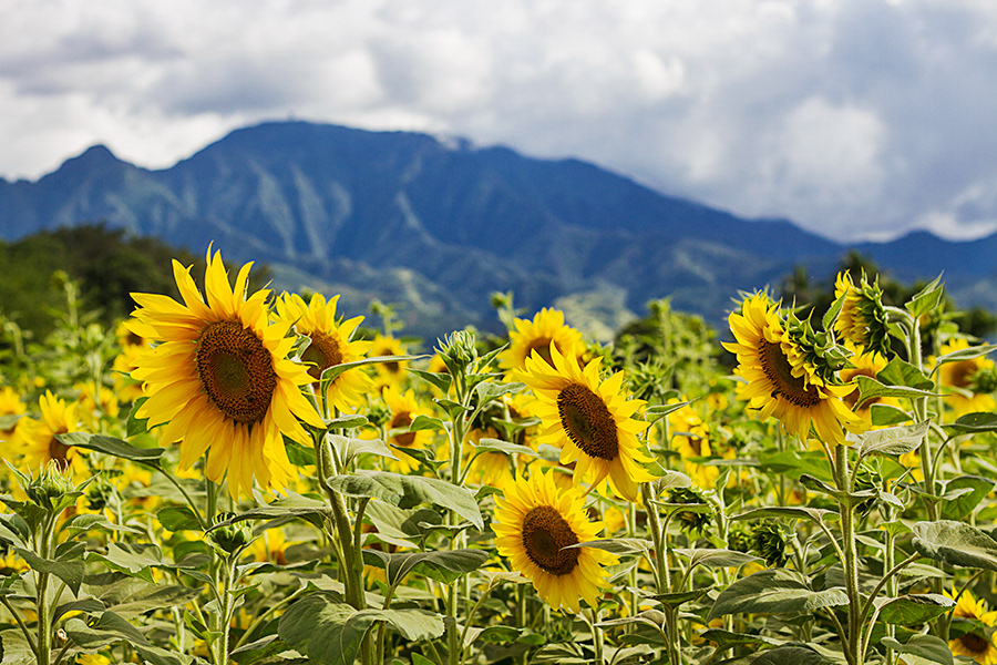 oahu Sunflowers Sunny