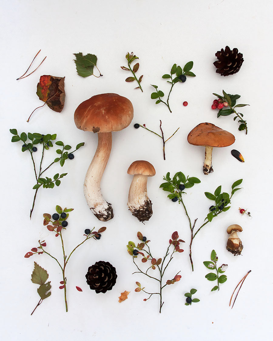 Image may contain: mushroom, fungus and edible mushroom