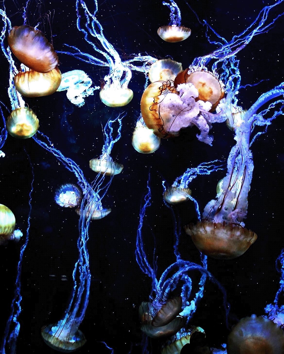 blue meduse Nature nausicaa Ocean photo photographer Photography  sea water