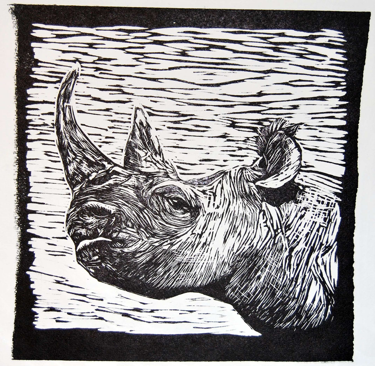 linocut relief printing Rhino poaching activism black and white