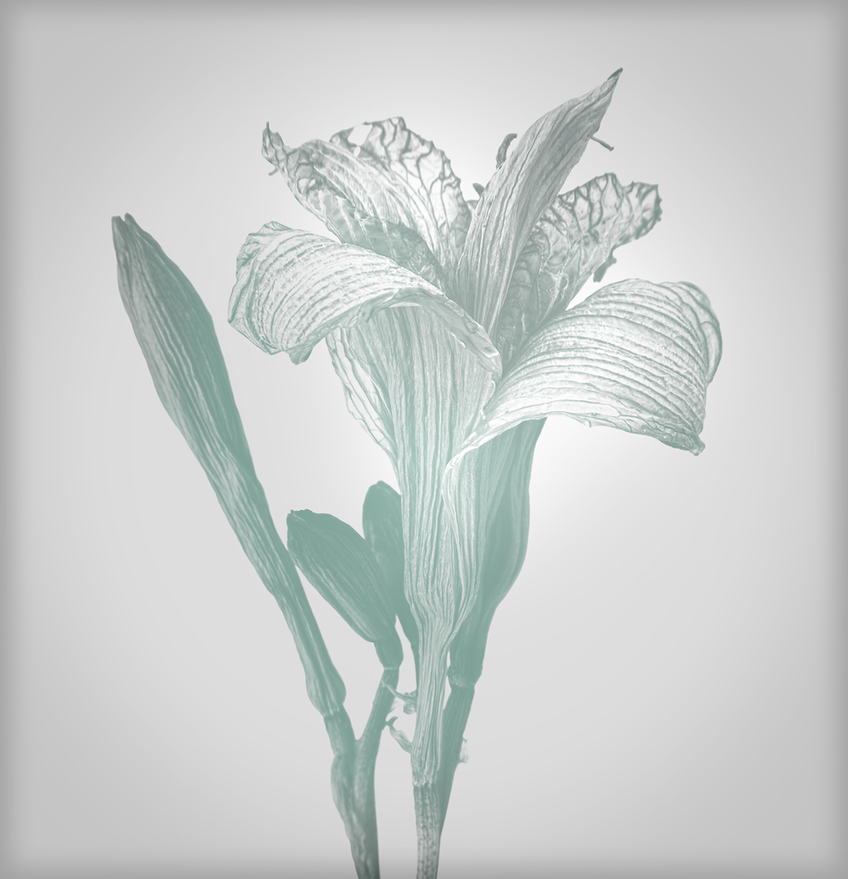 Adobe Portfolio Dried Flowers Flowers fine art Interior Graphics limited editions