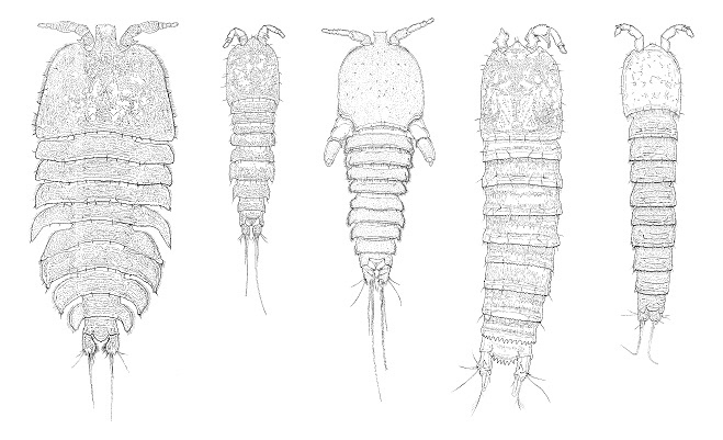 science illustration line drawing microscopic crustacea copepod