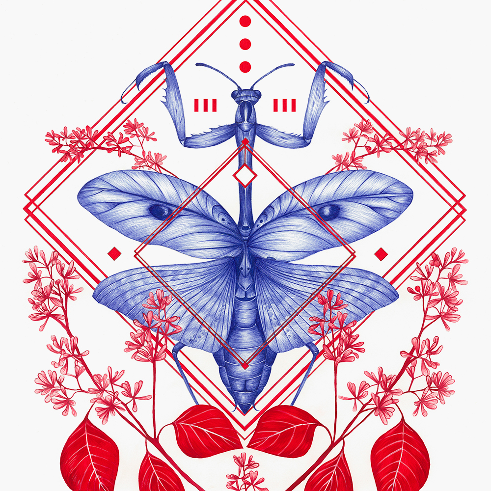 insect bugs ILLUSTRATION  Drawing  geometry shapes lines Nature red blue