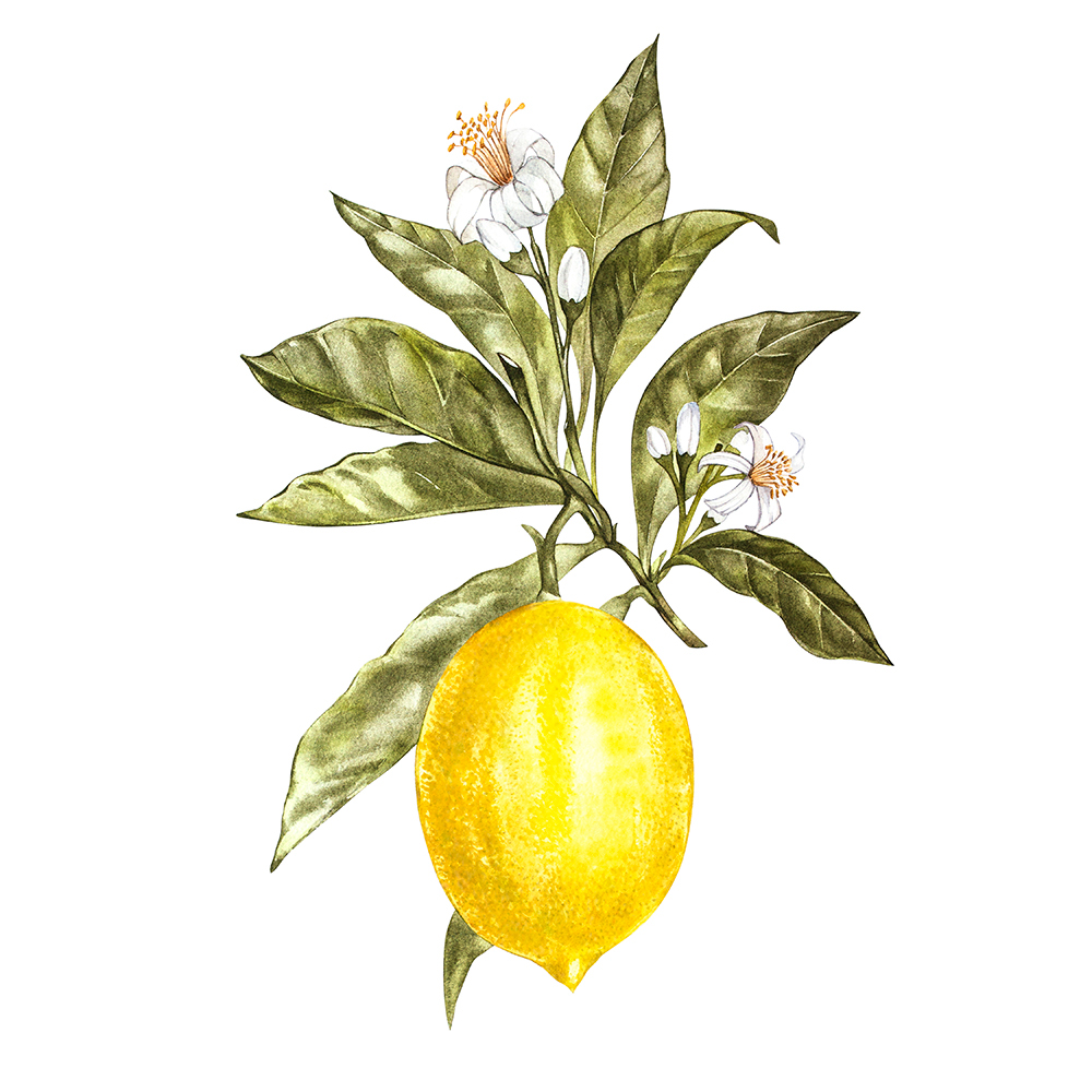 lemon watercolor botanical drawn illustrations yellow vitamin Patterns