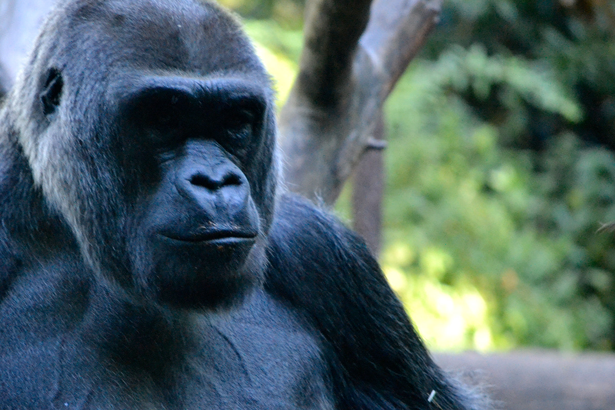 primates Gorillas rams zoo wildlife Park