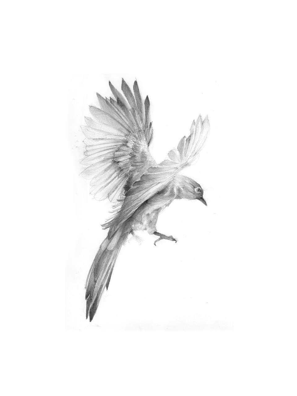birds flight flying birds sketching sketch feathers Fly bird black and white black White paper poster pencil Flying romania charcoal draw framed