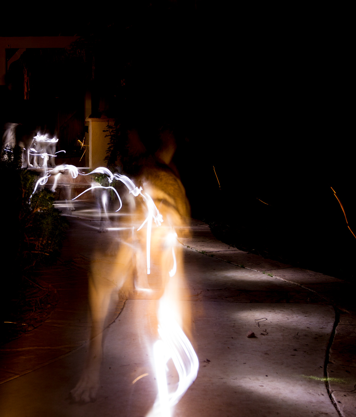 painting with light dogs light suburbia