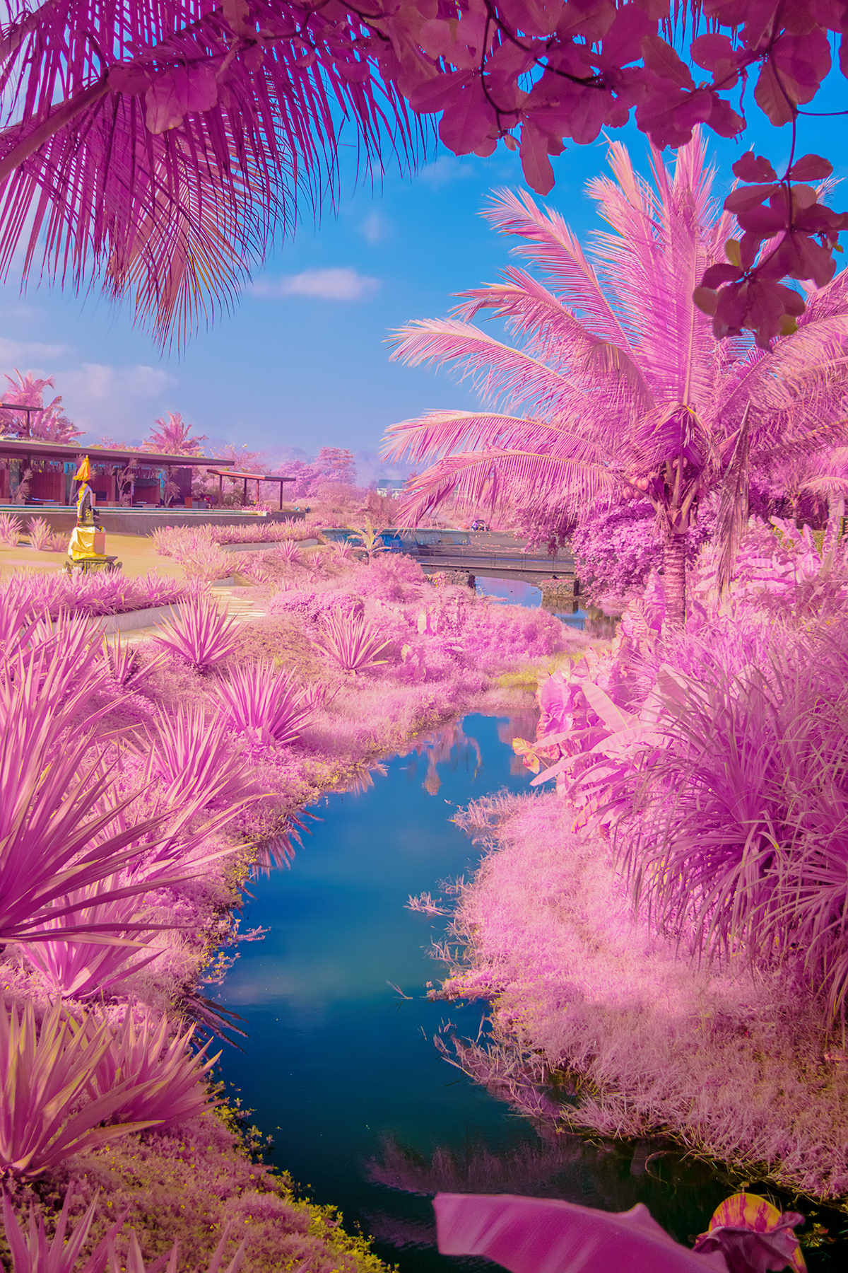 pink indonesia Nature Landscape colors surreal Magical infrared Palm Trees blue