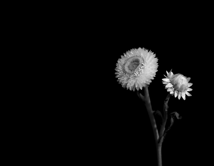 black & white Flowers floral flower portrait Portraiture