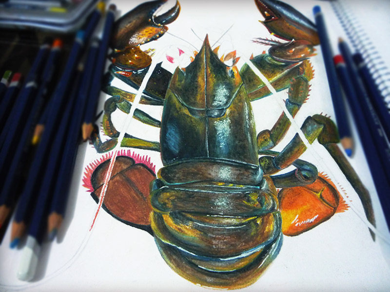 lobster watercolor pencils