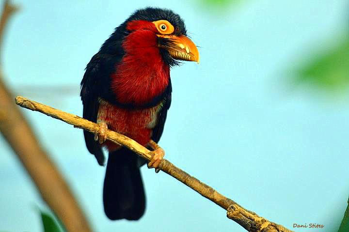 bird birds parrot Tropical colors bright Nature natural animals animal