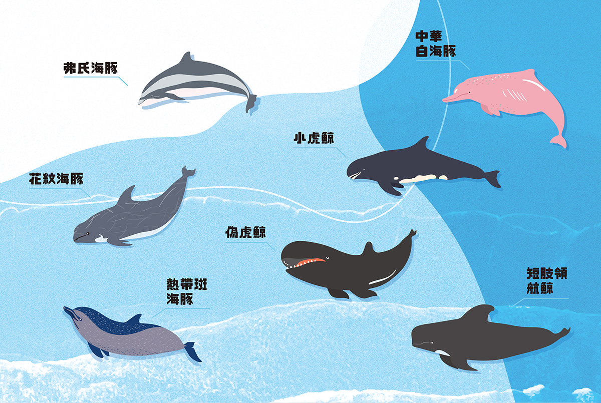 concept key visual taiwan 主視覺 平面設計 插畫 海洋 海洋插畫 賞鯨 鯨豚